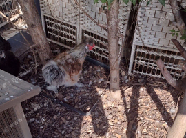 Silkie cockeral free