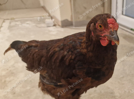 ****June Hatched*** Cockerels