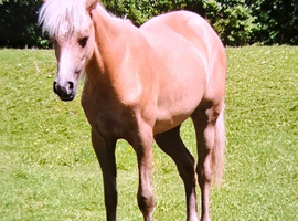 REGISTERED SEC B PALOMINO FILLY 15 MONTHS OLD.