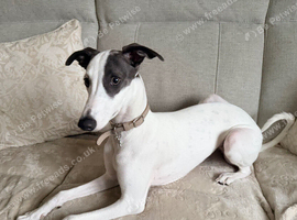 Beautiful KC Registered Female Whippet 6 month old