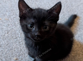Mix breed Scottish fold straight and tortoise