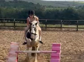 12.2 piebald cob