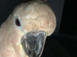 Female 9yr old Umbrella cockatoo