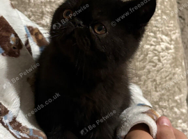 Gccf registered kittens