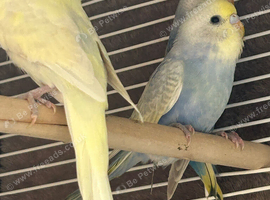 BEAUTIFUL BABY BUDGIES FOR SALE