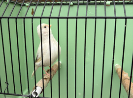 White Fife hen