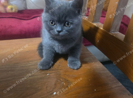 Kitten