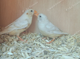 CFW x Fawn Zebra Finches