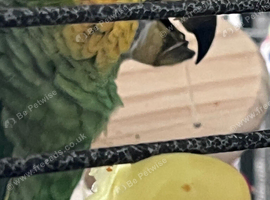 Orange wing amazon