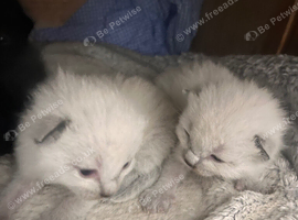 Ragdoll kittens for sale