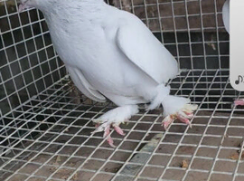 Turkish takla