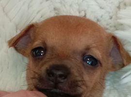 Here i have 2  beutful  mini cheahuha left