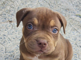Bully pup