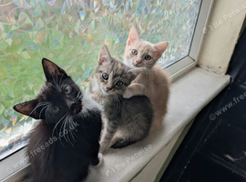 5 cute kittens for new homes