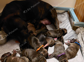 Staffy x whippet puppies