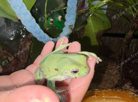 11 whites tree frogs for sale