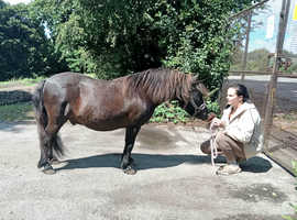 Quality registered standard shetland gelding