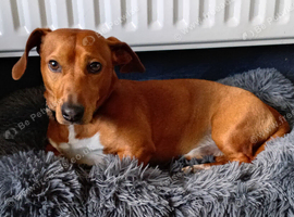 Beautiful dasushound
