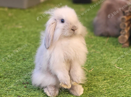 Stunning Mini Lion Lops - READY TO LEAVE