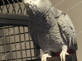 african grey parrot