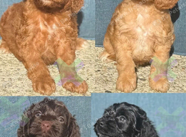 F1 small mini cockapoos various colours 30 dna health tested clear