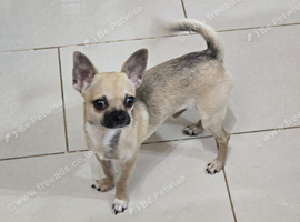 Sable Fawn Boy