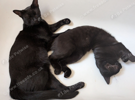 2 male black cats