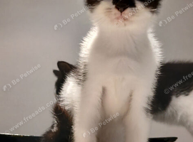 Kittens