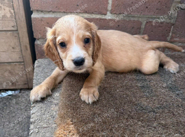 Cocker Spaniel ready now