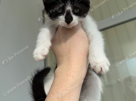 Maine coin cross kittens for sale