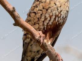 2x male cut throat finches
