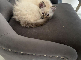 Flame point siamese and ragdoll mix