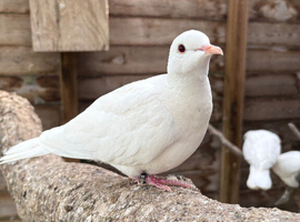 2025 White Java Doves