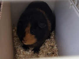 Guinea pigs and set up