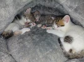 beautiful babies for sale