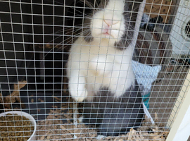 Gorgeous blue/white bunny with blue eyes