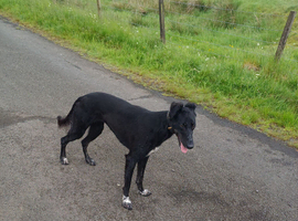 Lurcher