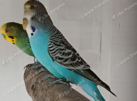 Young budgies for sale .