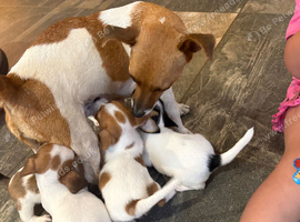 Jack Russel