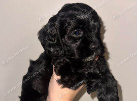 Stunning American cockapoo babies available.