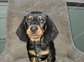 Dachshunds lovely puppies