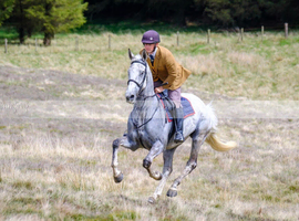 Paddy All rounder grey thoroughbred