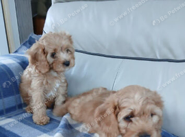Cavapoo puppies for sale