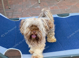 Stunning litter of Chocolate Yorkshire Terriers.