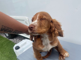 Boy cocker spaniel