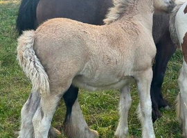 Silver dapple filly make 14.2