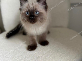 Ragdoll kittens