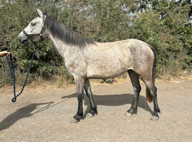 3 year old registered Connemara 143cm