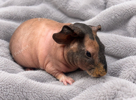 Gorgeous Skinny pigs for sale!