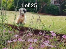 Sealyham Terrier